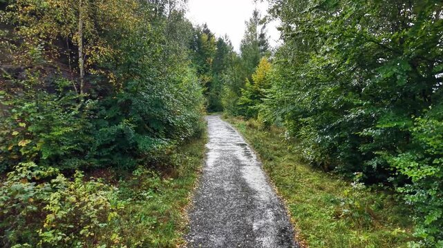 Explore this tranquil forest path, perfect for leisurely walks and enjoying natures stunning beauty
