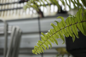 green fern leaf