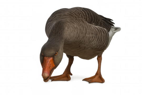 Greylag goose bowing with head down and orange beak, looking at viewer, transparent background