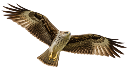 A light morph bonelli's eagle soaring with its wings fully extended against a dark background