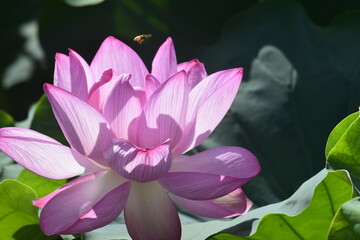 蓮/lotus