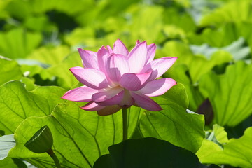 Obraz premium 蓮/lotus