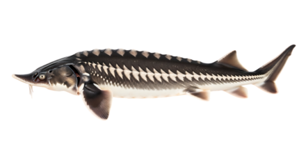 Isolated side view of a sturgeon fish with bony plates and barbels against a black background space