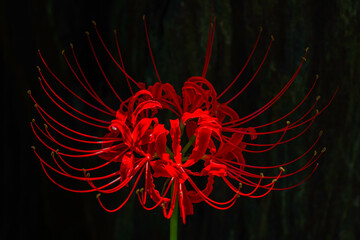 光に浮かぶ彼岸花（曼珠沙華）のマクロイメージ
