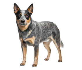 A full body shot of an australian cattle dog with a black background standing and looking at the camera