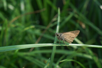 A brown butterfly was perched on a leaf, as if resting among the fresh air and beautiful green leaves.
