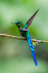 Male Long-tailed Sylph Perched on Mossy Branch in Ecuadorian Cloud Forest