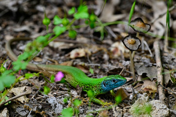Östliche Smaragdeidechse - Männchen // European Green Lizard - male (Lacerta viridis meridionalis) - Primorsko, Bulgarien
