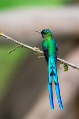 Male Long-tailed Sylph Perched on Leaf in Ecuadorian Cloud Forest