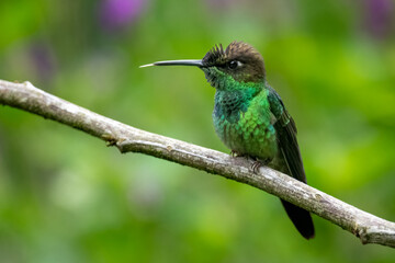 Violet-fronted Brilliant Hummingbird Perched on Mossy Branch in Cloud Forest