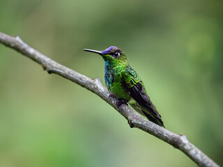 Violet-fronted Brilliant Hummingbird Perched on Mossy Branch in Cloud Forest