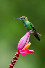 Violet-fronted Brilliant Hummingbird Feeding on Pink Banana Flower in Tropical Ecuador