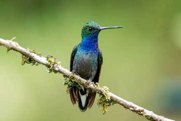Green-backed Hillstar Hummingbird Perched on Mossy Branch in the Andes