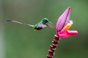 Booted Racket-tail Hummingbird Feeding on Pink Banana Flower in Tropical Ecuador © Leon Burda