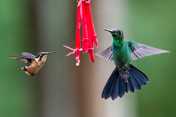 Violet-fronted Brilliant and  White-bellied Woodstar Hummingbirds Feeding at Red Fuchsia Flower in Ecuadorian Cloud Forest