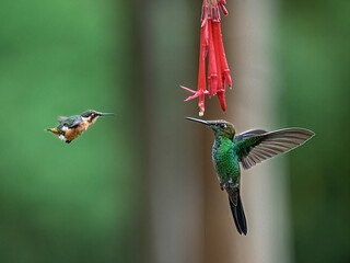 Violet-fronted Brilliant and  White-bellied Woodstar Hummingbirds Feeding at Red Fuchsia Flower in Ecuadorian Cloud Forest