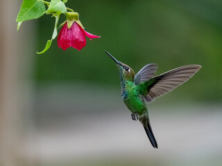 Violet-fronted Brilliant Hummingbird Feeding on Red Abutilon Nabob Flower in Ecuadorian Cloud Forest