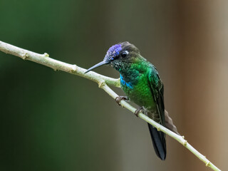 Violet-fronted Brilliant Hummingbird Perched on Mossy Branch in Cloud Forest