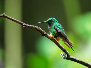 Booted Racket-Tail Hummingbird Perched on Forest Branch in Ecuador