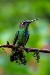 Violet-fronted Brilliant Hummingbird Perched on Mossy Branch in Cloud Forest