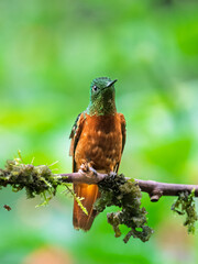 Chestnut-Breasted Coronet Hummingbird Perched on Forest Branch in Ecuadorian Andes