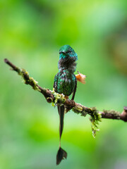 Booted Racket-Tail Hummingbird Perched on Forest Branch in Ecuador