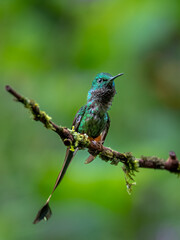 Booted Racket-Tail Hummingbird Perched on Forest Branch in Ecuador
