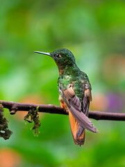 Chestnut-Breasted Coronet Hummingbird Perched on Forest Branch in Ecuadorian Andes
