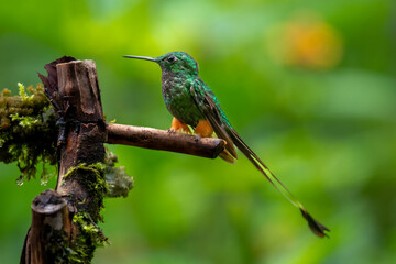 Booted Racket-Tail Hummingbird Perched on Forest Branch in Ecuador