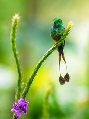 Booted Racket-Tail Hummingbird Perched on Tropical Flower