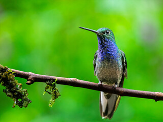 Fototapeta premium Green-backed Hillstar Hummingbird Perched on Mossy Branch in the Andes
