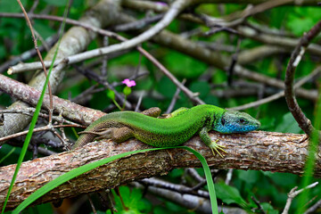 Östliche Smaragdeidechse - Männchen // European Green Lizard - male (Lacerta viridis meridionalis) - Primorsko, Bulgarien