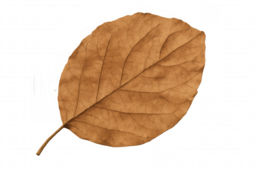 Dried brown leaf illustrating autumn season, falling foliage, and plant decay, transparent background