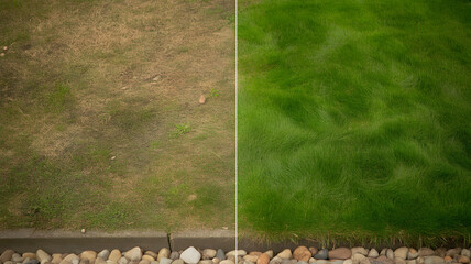 Transforming dry, patchy lawn into vibrant, lush green grass with stunning visual contrast