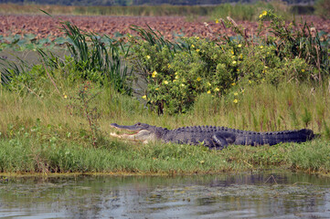 A scenic view of a large American alligator resting with its mouth open on the bank at Lake Apopka Wildlife Drive, surrounded by yellow wildflowers and a lush green and brown marsh backdrop in F