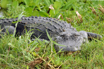 A very large American Alligator closeup, lying on the bank near the marsh at Lake Apopka Florida's wildlife drive. green grass and plants surrounding it.  Alligator is facing the camera, both eyes vis