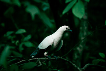 white egret in the forest
