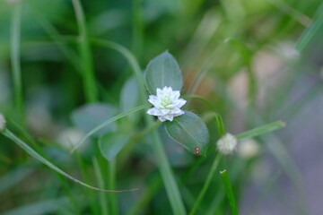 white flower on green background