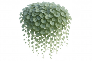 Dichondra silver falls plant with round green foliage, trailing leaves, growing and hanging, transparent background