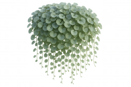 Dichondra silver falls plant with round green foliage, trailing leaves, growing and hanging, transparent background