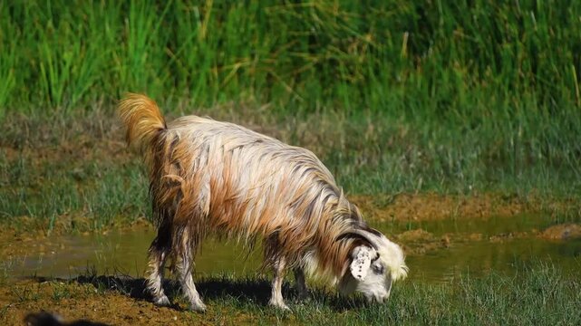 A beautiful, long haired goat with a white face and light brown body grazes in a lush, green field with patches of mud and water. The goat's long fur is matted and dirty from the environment.