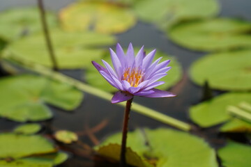 Purple water lily rising from calm waters in elegant meditative bloom