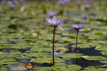 Purple water lily rising from calm waters in elegant meditative bloom