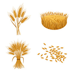 Wheat grain stalks and golden ears isolated, organic agriculture cereal crop vector for farming design theme