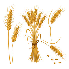 Wheat stalks and golden barley bunch, organic farm cereal plants for agriculture and harvest season concept design