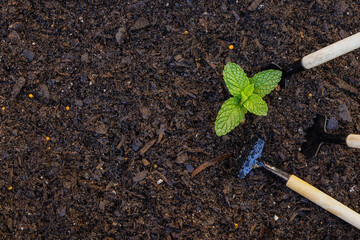 Close up view of baby plants seedling growing in rich soil, potting mix texture background. Perfect for themes around agriculture, nature, planting, and home gardening etc., 