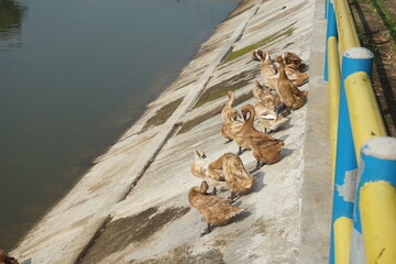 a group of ducks were sunbathing on the wall enjoying the warmth of the sun, the clear and clean...