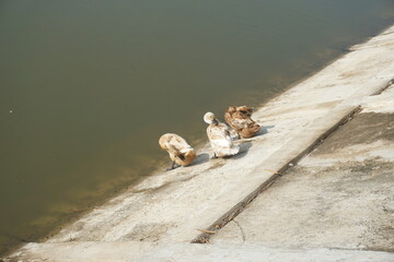 a group of ducks were sunbathing on the wall enjoying the warmth of the sun, the clear and clean...