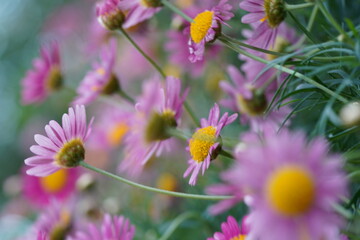 Field of pink Marguerite Daisies in bloom with soft bokeh background