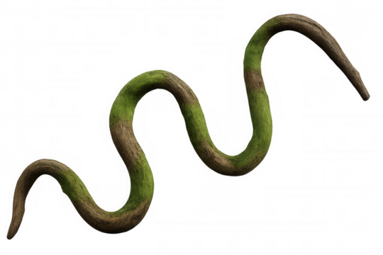 Jungle vine featuring brown bark and green moss. Winding plant root on a transparent background, perfect for design elements